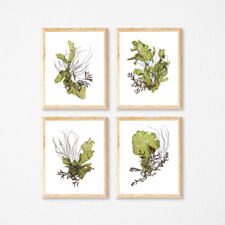 "Cohort" - Set of Four 11x14 Art Prints