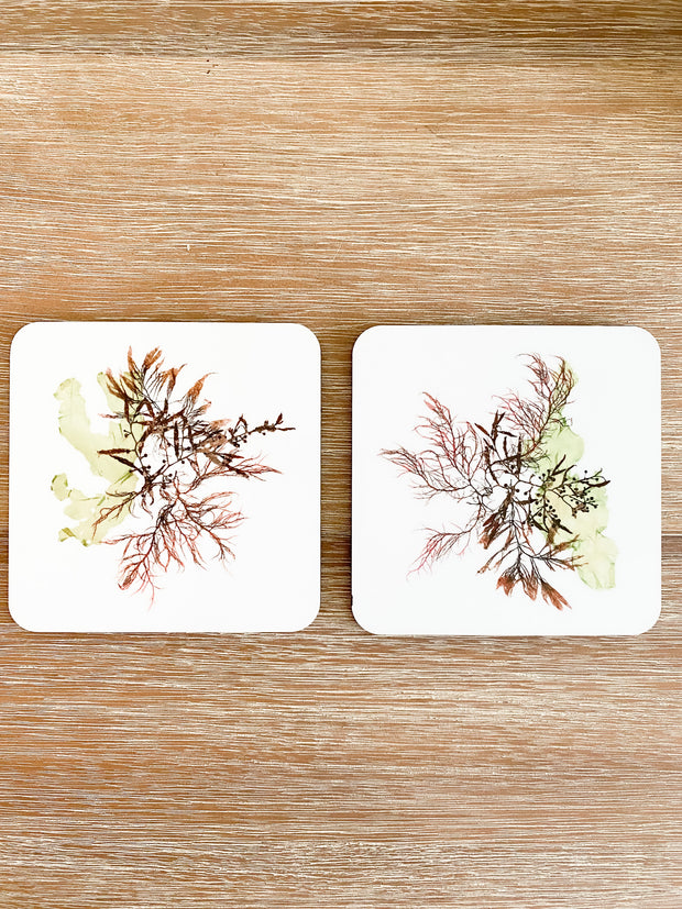 Set of 2 Square Cork-backed Coasters - Commensalism