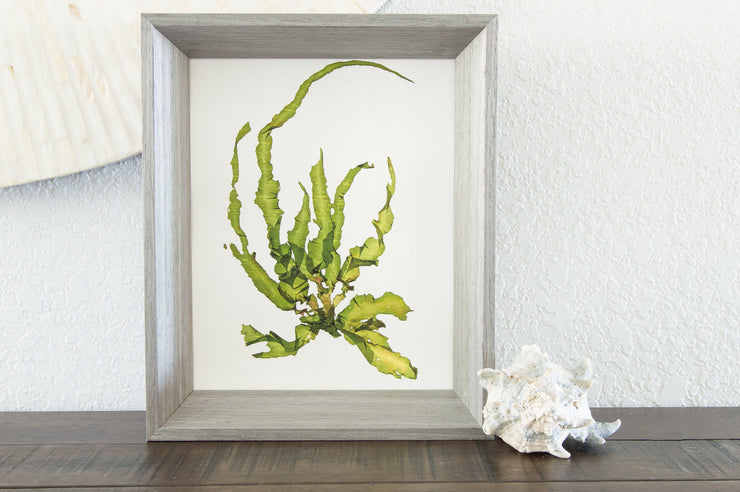 "Intertidal III" - 8x10 Art Print