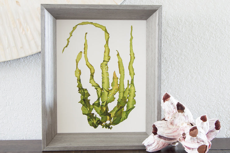 "Intertidal IV" - 8x10 Art Print