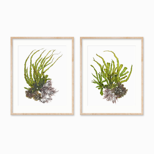 "Crests" - Set of Two 18x24 Art Prints